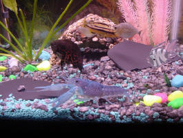 My original 10 gallon fishtank.
