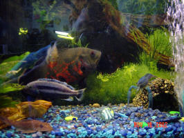 20 gallon fishtank.
