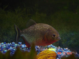 Piranha close-up.
