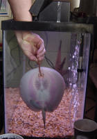 Hand feeding a worm to the ray.