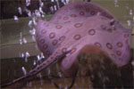  My freshwater sting ray.